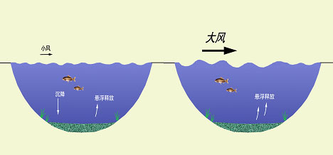 浅水湖泊水动力与营养盐内源释放